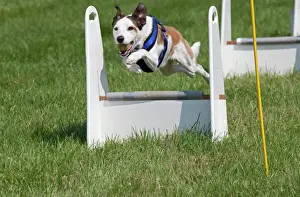 Jumping Prints: Dog - jumping at dog agility event - Gotherington Show - UK