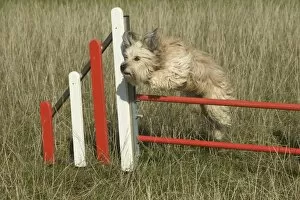 Images Dated 19th October 2004: Dog - jumping over fence on agility course