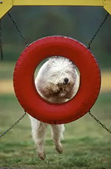 Trick Prints: Dog - jumping though tyre