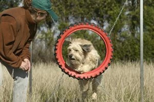 Dog jumping through tyre on agility course with trainer