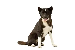 Dog - Karelia Bear Dog