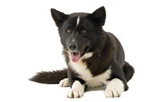 Images Dated 11th March 2006: Dog - Karelia Bear Dog