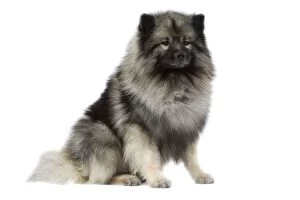 Images Dated 11th March 2006: Dog - Keeshond / Wolf Spitz