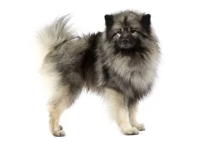 Images Dated 11th March 2006: Dog - Keeshond / Wolf Spitz