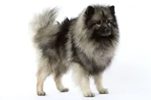 Dog - Keeshond / Wolf Spitz