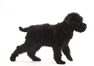Dog - Kerry Blue Terrier - in studio