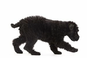 Images Dated 17th October 2010: Dog - Kerry Blue Terrier - in studio