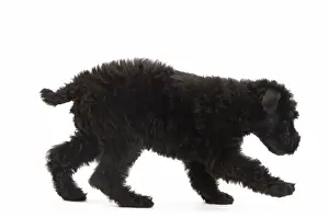 Dog - Kerry Blue Terrier - in studio