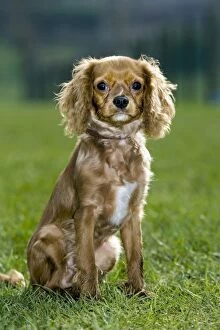 Images Dated 18th February 2007: Dog - King Charles Spaniel sitting on grass