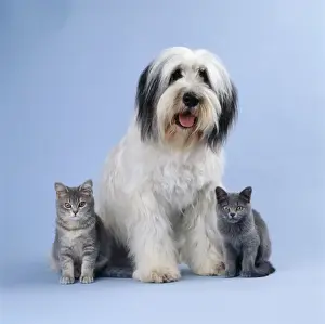 Shaggy Prints: Dog / Kitten JD 12431 Polish lowland Sheepdog with Kittens © John Daniels / ARDEA LONDON