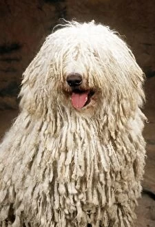 Images Dated 6th June 2011: DOG - KOMONDOR - showing tongue