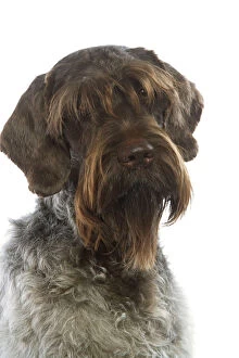Dog - Korthal / German wire-haired pointing Griffon