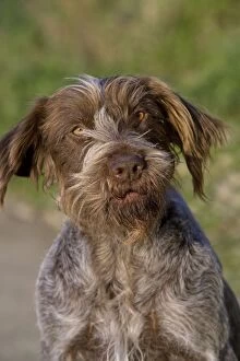 Images Dated 20th January 2007: Dog - Korthal / German wire-haired pointing Griffon