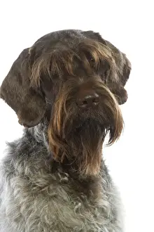 Wire Haired Prints: Dog - Korthal / German wire-haired pointing Griffon