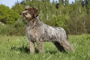 Dog - Korthal Griffon