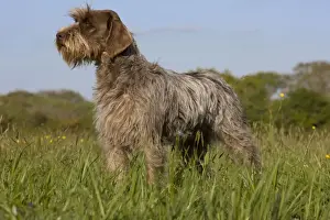 Dog - Korthal Griffon