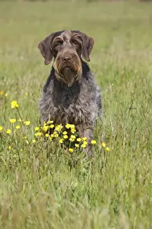 Dog - Korthal Griffon