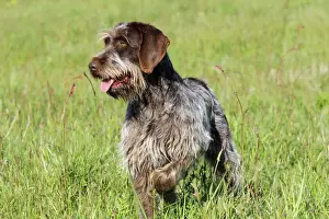 Wire Haired Prints: Dog - Korthal Griffon