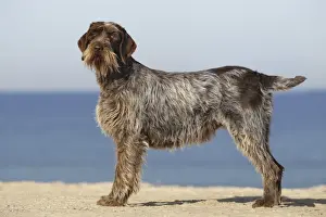 Dog - Korthal Griffon - on beach