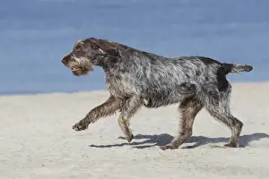 Dog - Korthal Griffon - on beach running