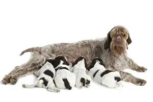 Litters Prints: Dog - Korthal Griffon female with puppies suckling - in studio
