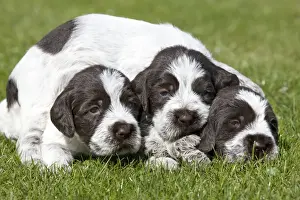 Korthals Griffons Prints: Dog - Korthal Griffon puppies
