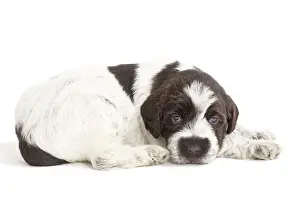 Korthals Griffons Prints: Dog - Korthal Griffon puppies - in studio