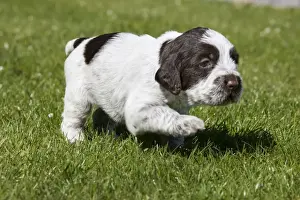 Korthals Griffons Prints: Dog - Korthal Griffon puppy
