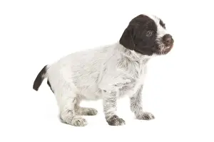 Korthals Griffons Prints: Dog - Korthal Griffon puppy - in studio