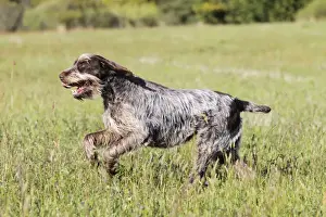 Dog - Korthal Griffon running