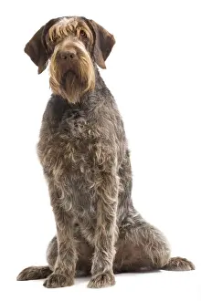 Dog - Korthal Griffon - in studio