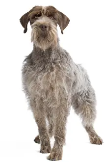 Dog - Korthal Griffon - in studio