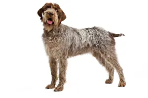 Dog - Korthal Griffon - in studio