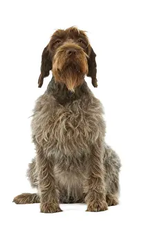 Dog - Korthals Griffon / wire-haired Pointing Griffon - in studio
