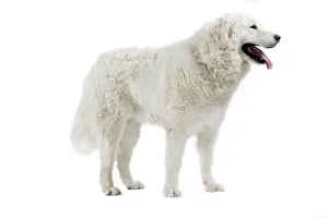 Dog - Kuvasz - in studio