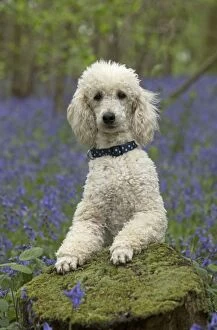Images Dated 6th May 2014: Dog Labradoodle