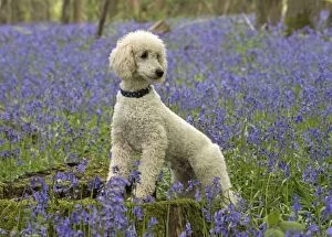 Images Dated 6th May 2014: Dog Labradoodle