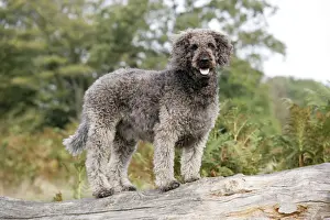 Dog - Labradoodle