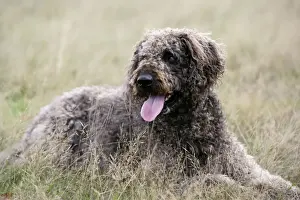 Dog - Labradoodle
