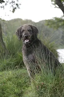 Dog - Labradoodle