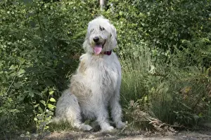 Dog - Labradoodle