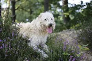 Dog - Labradoodle
