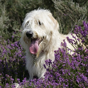 Dog - Labradoodle