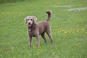 Images Dated 6th June 2010: Dog - Labradoodle Retreiver Poodle cross - in meadow