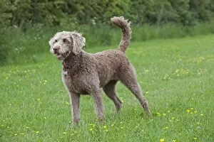 Images Dated 6th June 2010: Dog - Labradoodle Retreiver Poodle cross - in meadow
