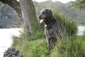 Labradoodles Prints: Dog - Labradoodle sitting by water