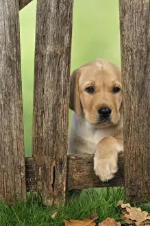 DOG. Labrador