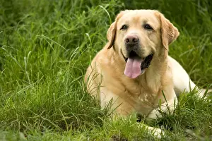 Dog - Labrador