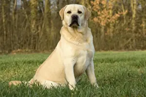 Dog - Labrador