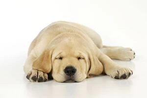 Images Dated 15th September 2009: DOG. Labrador (8 week old pup) asleep